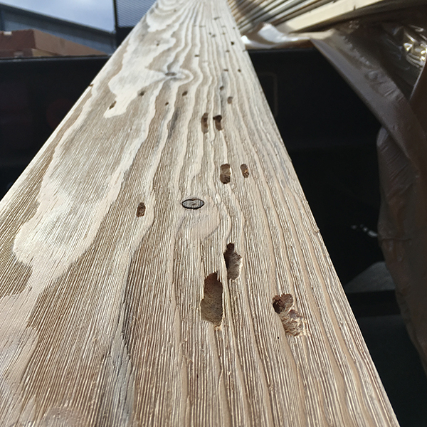 Those holes were bored by a real-live invasive species of beetle. 