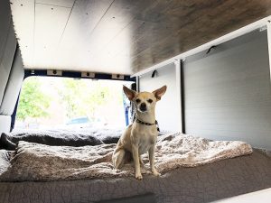 van-chihuahua