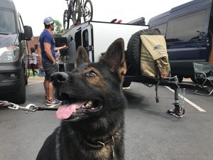 Adventure Dog