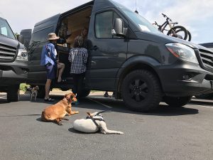 Even more adventure dogs