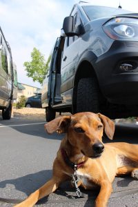 pup-in-lot