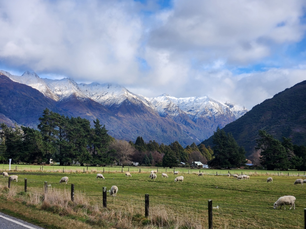 wanaka mountains from haast pass and new zealand sheep grazing