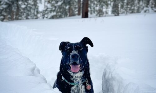 backcountry skiing with dogs