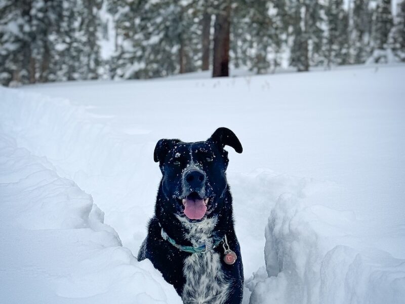 backcountry skiing with dogs
