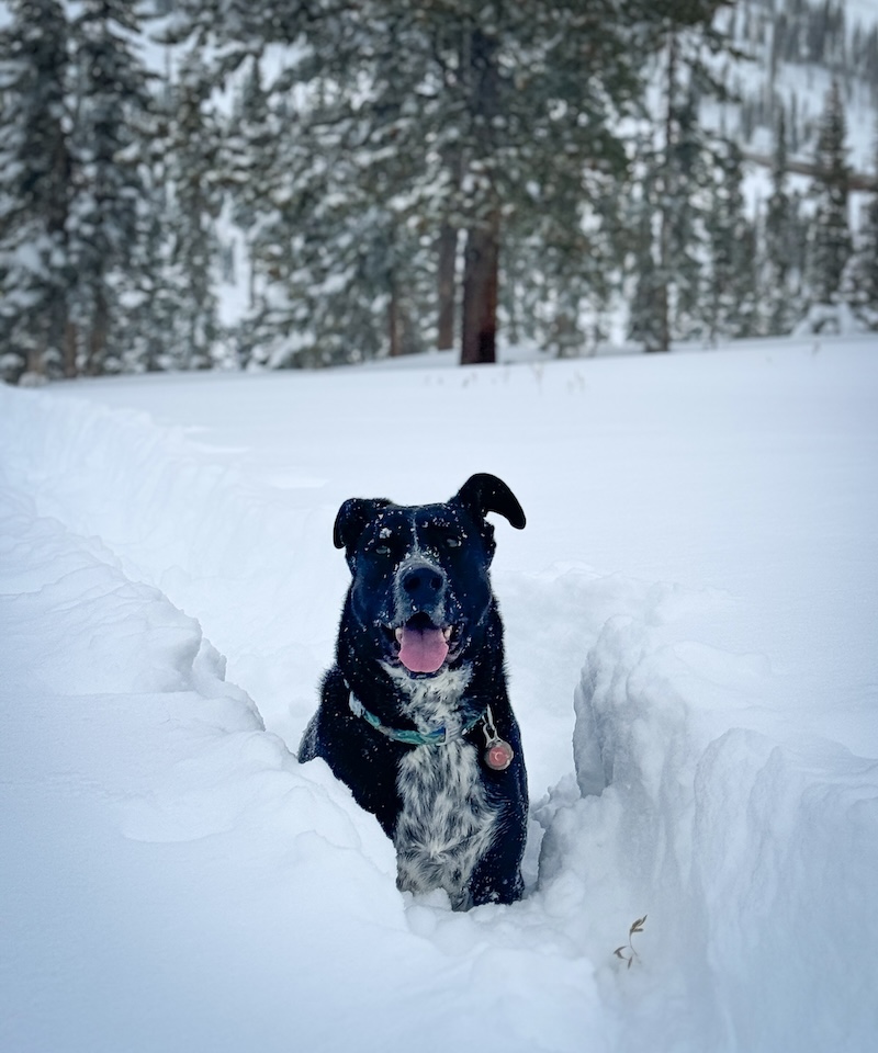 backcountry skiing with dogs