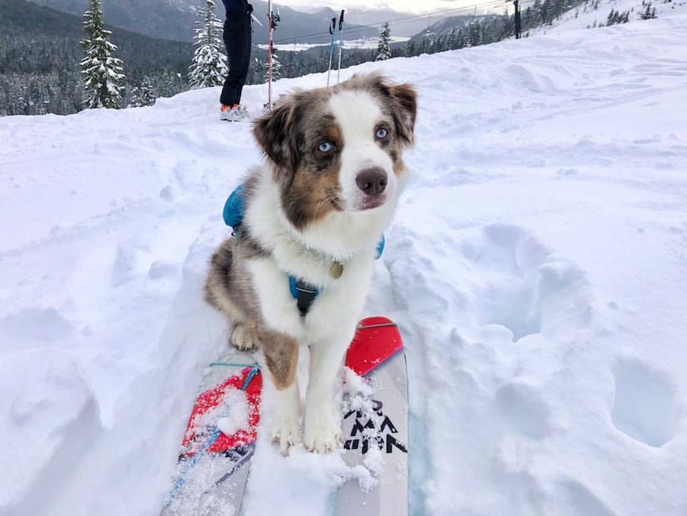 Skiing with a dog